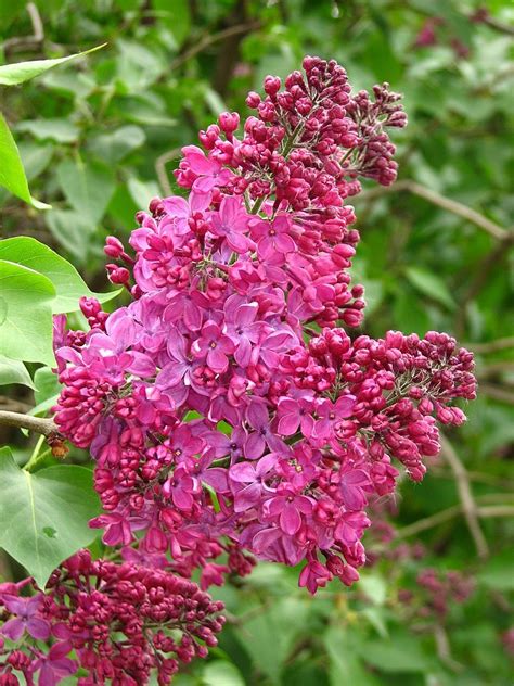 Multiply Indian Lilac